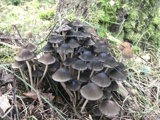 Zielona G&oacute;ra, Wzg&oacute;rza Piastowskie