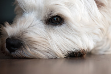 Expressive eye of a tired dog lying down on a floor