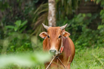 A brown cow on leash at the field
