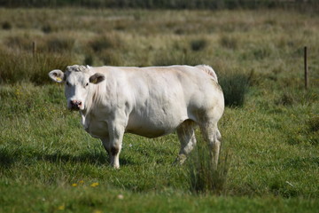 cows in a field of grass