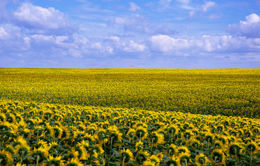 Fototapeta premium Sunflowers growing in agricultural field.Tula region,Russia