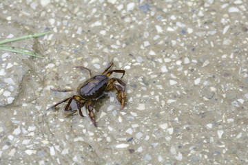 Crab walking on the road with rain
