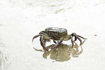 Crab walking on the road with rain