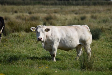 cows in a field of grass