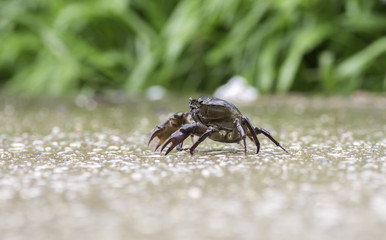 Crab walking on the road with rain