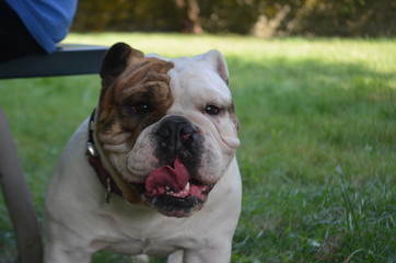 White and brown bulldog sitting outside 