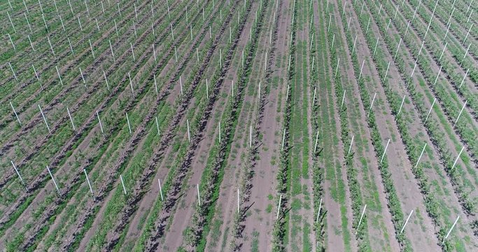 A view of the seedlings of trees from the air, flying over tree seedlings, a garden center, a young apple garden on the field, Rows of tree saplings in the Young apple garden, 4k, aerial