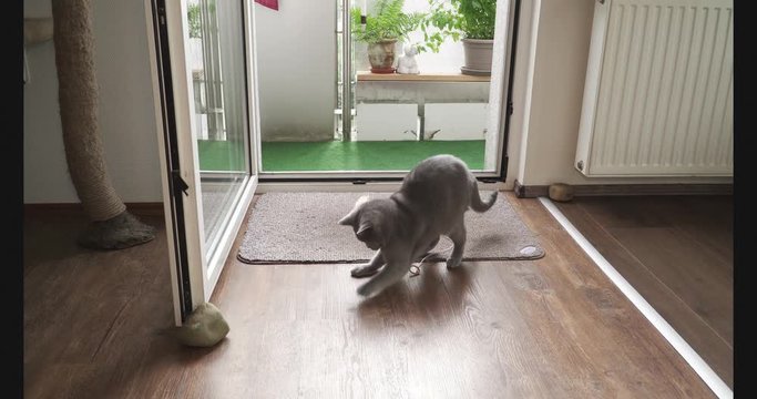 BKH spielt mit Laserpointer
