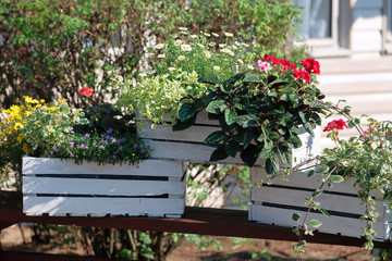 Fototapeta na wymiar Summer blooming flowers in box in the yard