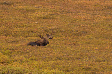 Alaska Yukon Bull Moose in Velvet