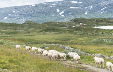 Landscape with mountains and sheep  in Norway at summer