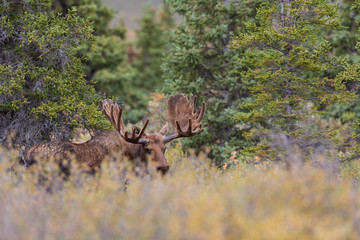 Naklejka premium Alaska Yukon Bull Moose in Velvet