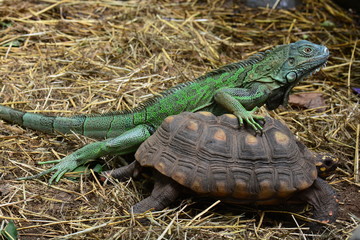 A green iguana and a red footed tortoise play with each other in the gardens.
