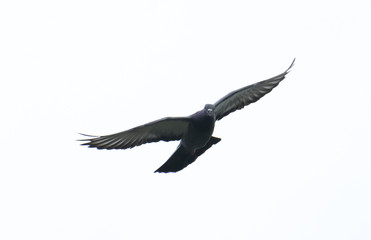 pigeon flying in the sky with full speed racing game sport coming back with stretched wings feral green blue bar wild