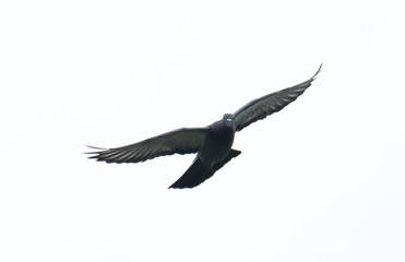pigeon flying in the sky with full speed racing game sport coming back with stretched wings feral...