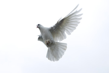 white pigeon dove flying in the sky freedom hope stretched wings beautiful nature wings spread isolated background
