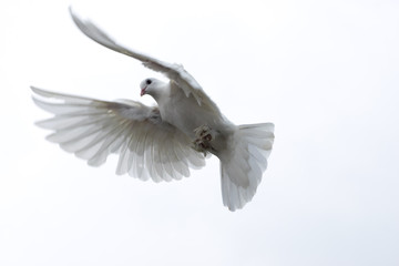 white pigeon dove flying in the sky freedom hope stretched wings beautiful nature wings spread...