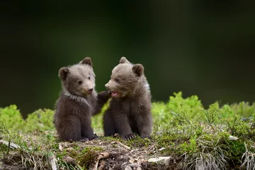 Fotobehang Two young brown bear cub in the fores © byrdyak
