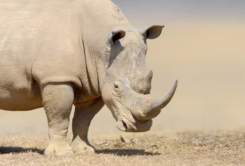 Store enrouleur tamisant Rhinocéros Rhinocéros blanc dans l& 39 habitat naturel, Kenya, Afrique