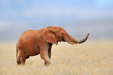 Fototapeta na wymiar African Elephant, Masai Mara National Park, Kenya.