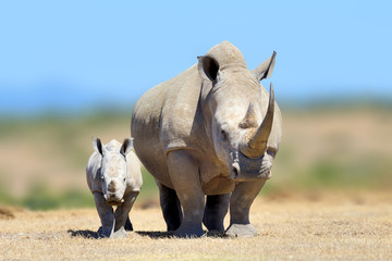 Fototapeta premium Nosorożec biały w środowisku naturalnym, Kenia, Afryka
