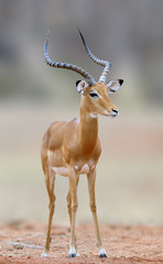 Naklejka na ściany i meble African Impala, animal in the nature habitat
