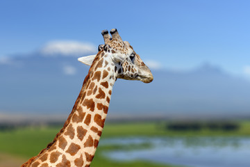 Giraffe in the nature habitat, Kenya, Africa