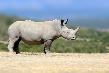 Obraz premium White rhinoceros in the nature habitat, Kenya, Africa
