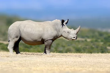 Keuken foto achterwand Neushoorn White rhinoceros in the nature habitat, Kenya, Africa