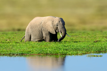 African Elephant, Masai Mara National Park, Kenya.