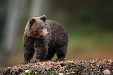 Obraz na płótnie Canvas Big brown bear in the nature habitat. Wildlife scene from nature