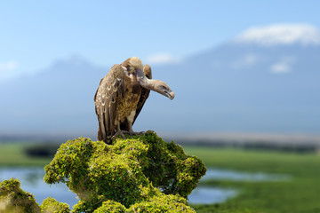 Vulture, big birds of prey sitting on rock mountain, on Kilimanjaro mount background