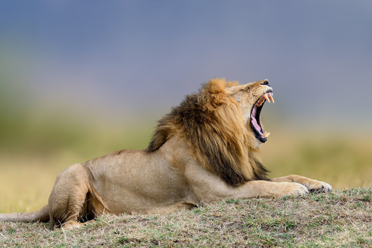 African lions, Panthera leo, Masai Mara National Park, Kenya, Africa