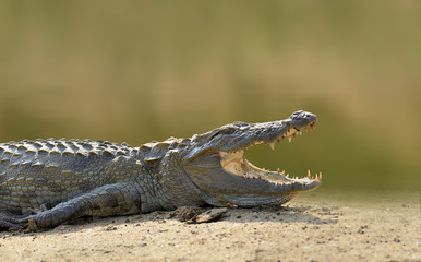 Crocodile in the river, evening yellow sun, National park Yalla, Sri Lanka
