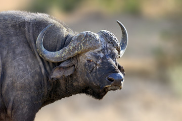 Naklejka premium African Buffalo, big animal in the nature habitat