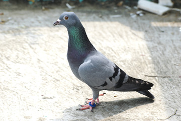 bird pigeon sitting standing on roof green blue bar racer homing game pet