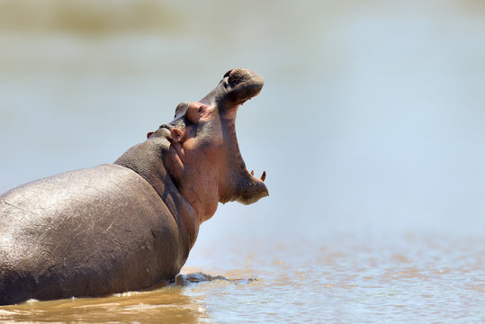 African Hippopotamus. Animal in the nature water habitat