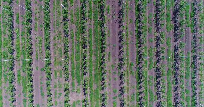 A view of the seedlings of trees from the air, flying over tree seedlings, a garden center, a young apple garden on the field, Rows of tree saplings in the Young apple garden, 4k, aerial