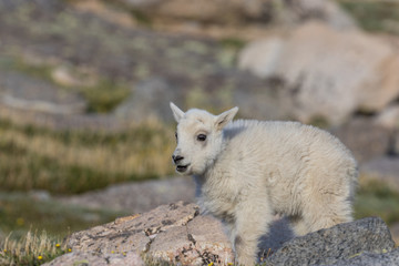 Obraz na płótnie Canvas Cute Mountain Goat Kid