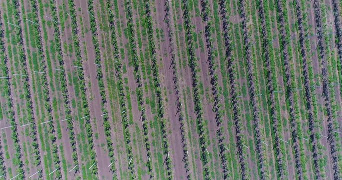 A view of the seedlings of trees from the air, flying over tree seedlings, a garden center, a young apple garden on the field, Rows of tree saplings in the Young apple garden, 4k, aerial