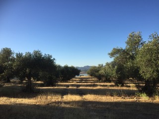 Olivenhain
