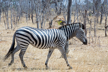 Fototapeta na wymiar Lone Burchells Zebra standing in the African Bush in Hwange, Zimbabwe