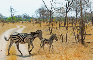 Obraz premium Zebra Burchells biegnąca po polnej drodze w Hwange w Zimbabwe