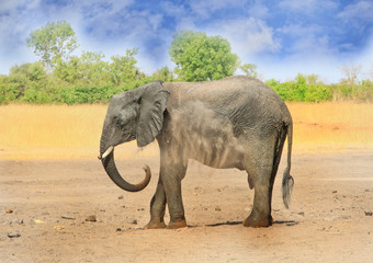 Full frame african elephant in Hwange, spraying itself with dust to cool down