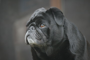black pug portrait