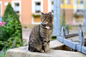 sitzende Katze