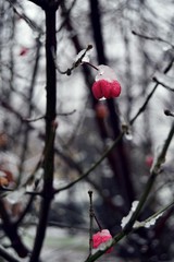 rosso ghiacchio