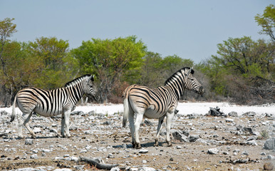 Fototapeta na wymiar Burchell Zebra standing on the dry Etosha plains with a blue cloudless sky , Zimbabwe, Africa