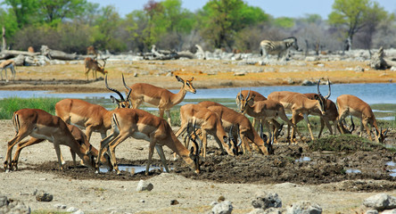 Busy waterhole with lots of Impala and springbok in Etosha National Park, Namibia
