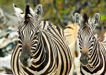 Two Burchells Zebras looking directly into camera